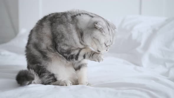 a Purebred Scottish Fold Cat Licks Its Belly