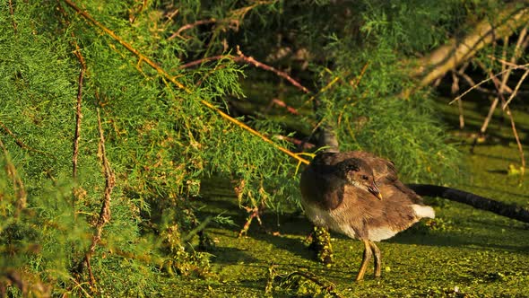 Young Common moorhen, Gallinula chloropus, France alt