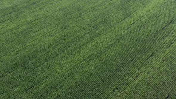 Corn field crop from high altitude 4K aerial video