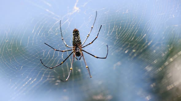 Spider in Sri Lanka