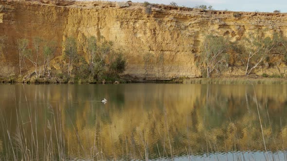 wide tracking shot of an australian pelican swimming on the murray river alt