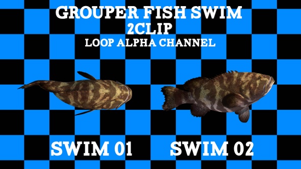 Grouper Fish Swim 2clip Loop