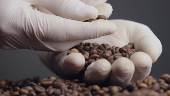 Hands Checking Quality Coffee Grains Close Up alt