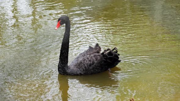 Portrait Of A Black Swan Floating On Tranquil Lake. Slow Motion Shot alt
