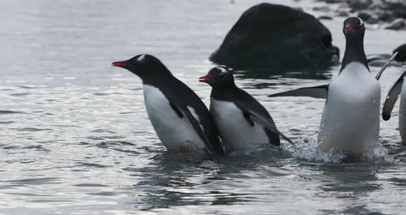MS Gentoo Penguin (Pygoscelis papua) chicks splashing in shallow water / Cuverville Island, Antarcti