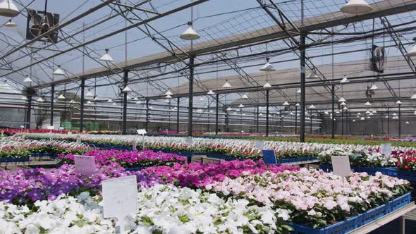 Large nursery greenhouse filled with thousands of colorful flowers and plants alt