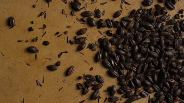 Rotating shot of barley and other beer brewing ingredients - BEER BREWING 143 alt