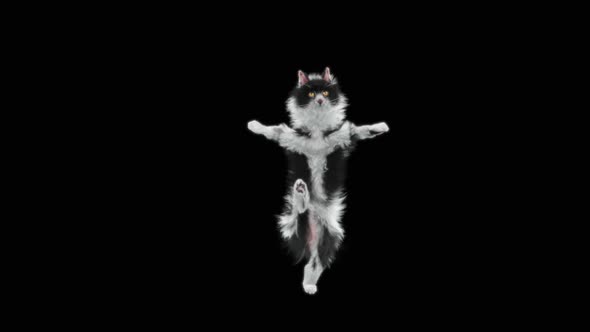 Cat Dancing HD alt