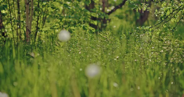 Beautiful Nature of Wild Meadow and Forest Closeup of Meadow with Grass and Blowballs  Prores alt