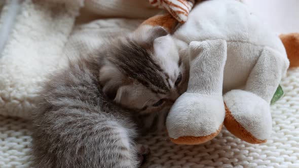 Lovely Scottish Fold Kitten Plays with the Toy