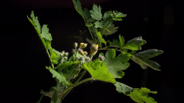 Yellow Flower Blooms alt