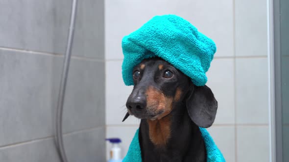 Close Up Cute Dachshund in Blue Bathrobe and with Towel Wrapped Around Its Head Like a Turban Stands alt