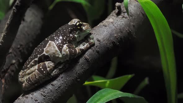 Amazon milk frog on branch, Trachycephalus resinifictrix