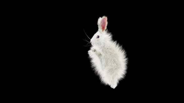 Rabbit Dancing HD alt