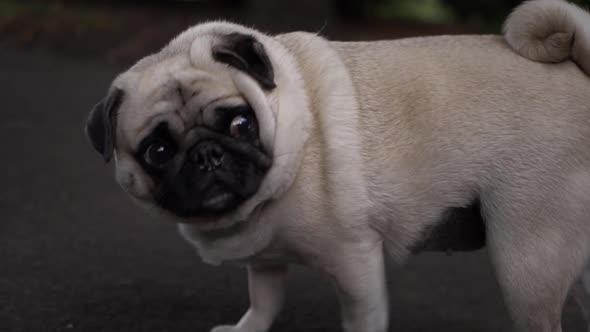 Cute adorable pug dog looking at surroundings alt
