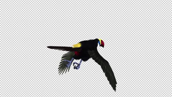 Toucan - I - White Throated - Flying Loop - Back Angle