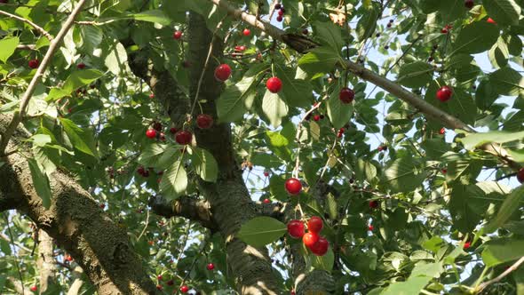 Tree full of red Prunus cerasus tasty  fruit pieces 4K 2160p 30fps UltraHD video - Organic food   so