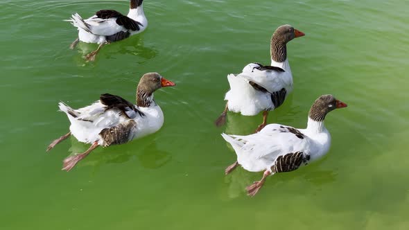 Animal Greylag Goose In Lake 7 alt