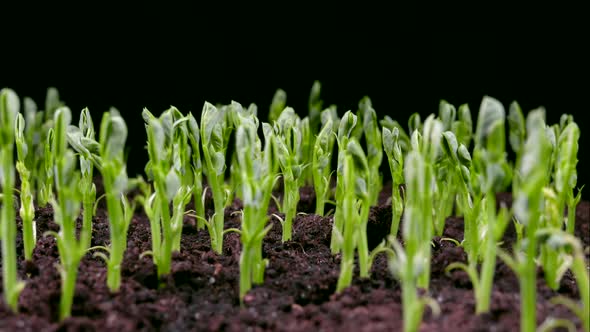 Green Sprouts Sprout From the Ground. The Beginning of a New Life in Nature in Spring. Pea Sprouts.