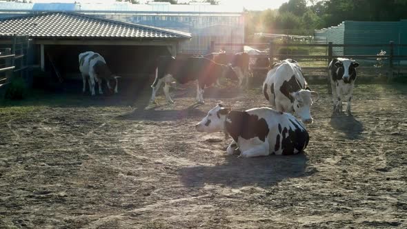 Cows Resting on Cowshed at Sunset Lying and Walking Outdoors in Countryside