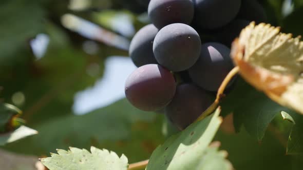 Purple Vitis genus grapes fruit on vines  slow-mo footage alt