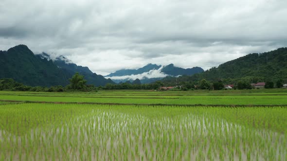 Rice Fields In Vang Vieng