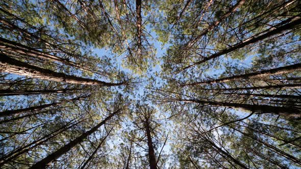 View up, bottom view of pine trees forest in the sunshine