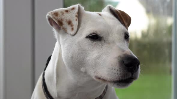 MEDIUM CLOSE UP Jack Russell Cross sitting down on floor in a patio alt