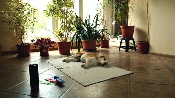 Lazy Beagle Dog After Workout Lies on a Sports Mat Fitness Sport Fit at Home
