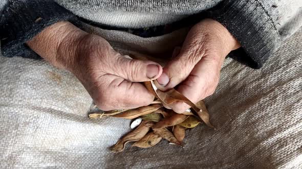 Old woman extracts haricot beans from pods. Fresh harvest from the field. alt