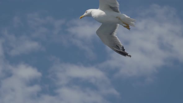 Seagull Fly Close Up