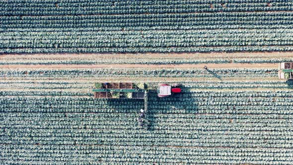 Top View of Cabbage Harvesting Carried Out with Combines alt