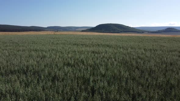 Aerial View on Green Wheat Field in Countryside alt