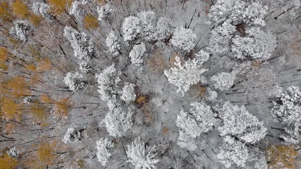 Aerial View of the Autumn Winter Forest in the Snow on the Mountain and Snowy Mountains