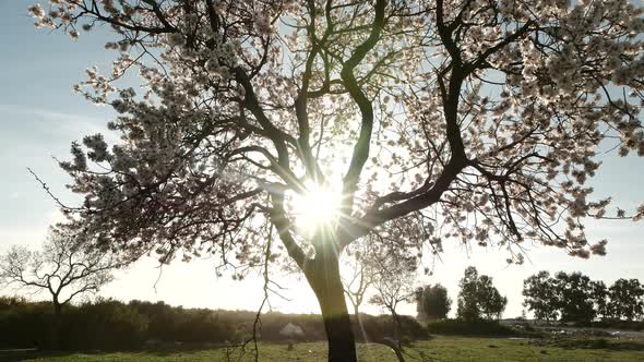 Sun Rays Through Blooming Tree