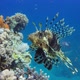 Colorful Seascape and Lionfish - VideoHive Item for Sale