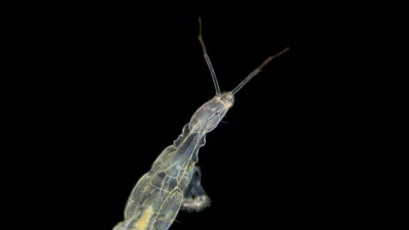 Insecta Larva Nonbiting Midge Under the Microscope Family Chironomidae Order Diptera Distributed at alt