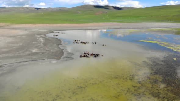 Free Herd of Animals in Natural Lake Water in Treeless Terrestrial Geography alt