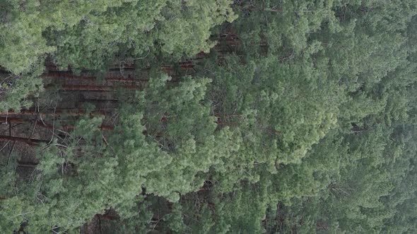 Vertical Video of Pine Forest Aerial View Slow Motion alt