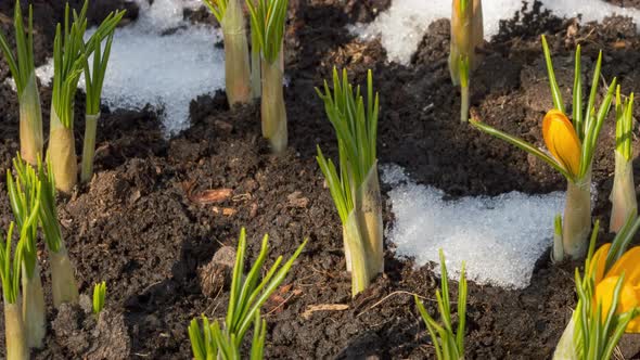 First Spring Flowers Yellow Crocuses alt