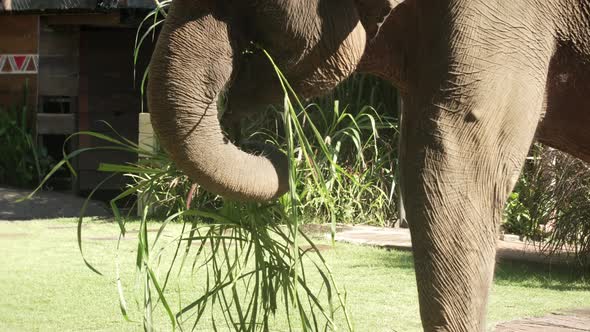 Closeup of a Cute Female Elephant Eating Green Grass and Shaking Its Ears While Enjoying Warm