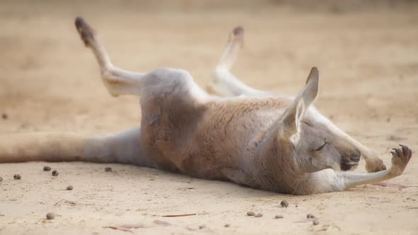 Kangaroo lying on the ground