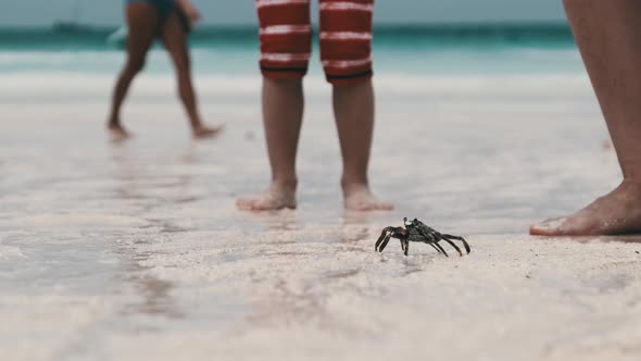 Ghost Crab Crawling Along a Sandy Tropical Beach By the Ocean Zanzibar alt
