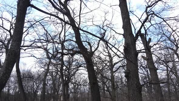 Forest with Trees Without Leaves During the Day alt