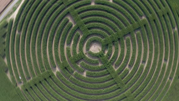 Corn Field Labyrinth