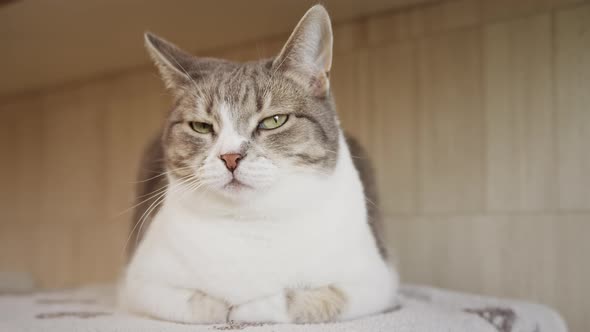 Domestic Cat Suspicious Looking Into Camera While Falling Asleep and Blinking at Home in Slow Motion alt