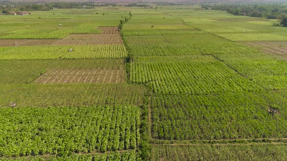 Agricultural Land in Indonesia alt