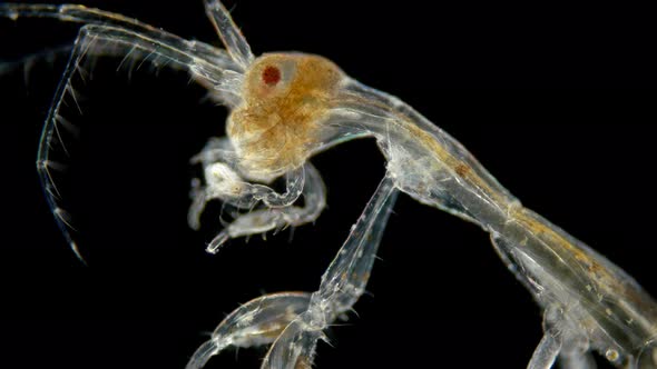 Zooplankton of Under a Microscope. Skeleton Shrimp or Sea Goats, Caprellidae, a Family of alt