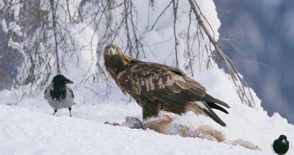 Golden Eagle Eating on Dead Fox and Looking Into Camera in the Mountains at Winter