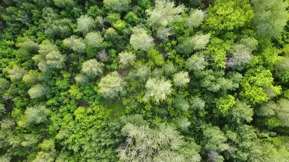 Green Forest Aerial Top View. Mixed Forest, Green Deciduous Trees alt